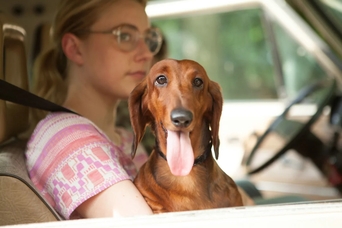 New Study Reveals the Smartest Dog Breed: Belgian Malinois Takes the Lead
